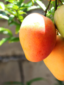 Healthy Eating | Fresh Mango